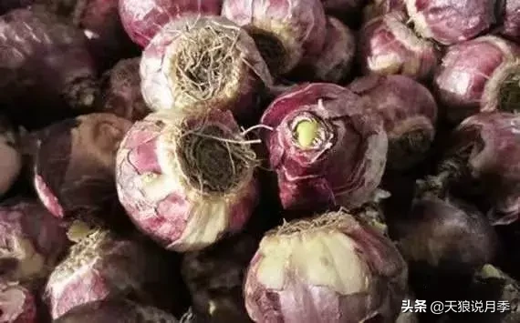 学会这几招，轻松水培芳香可爱的风信子