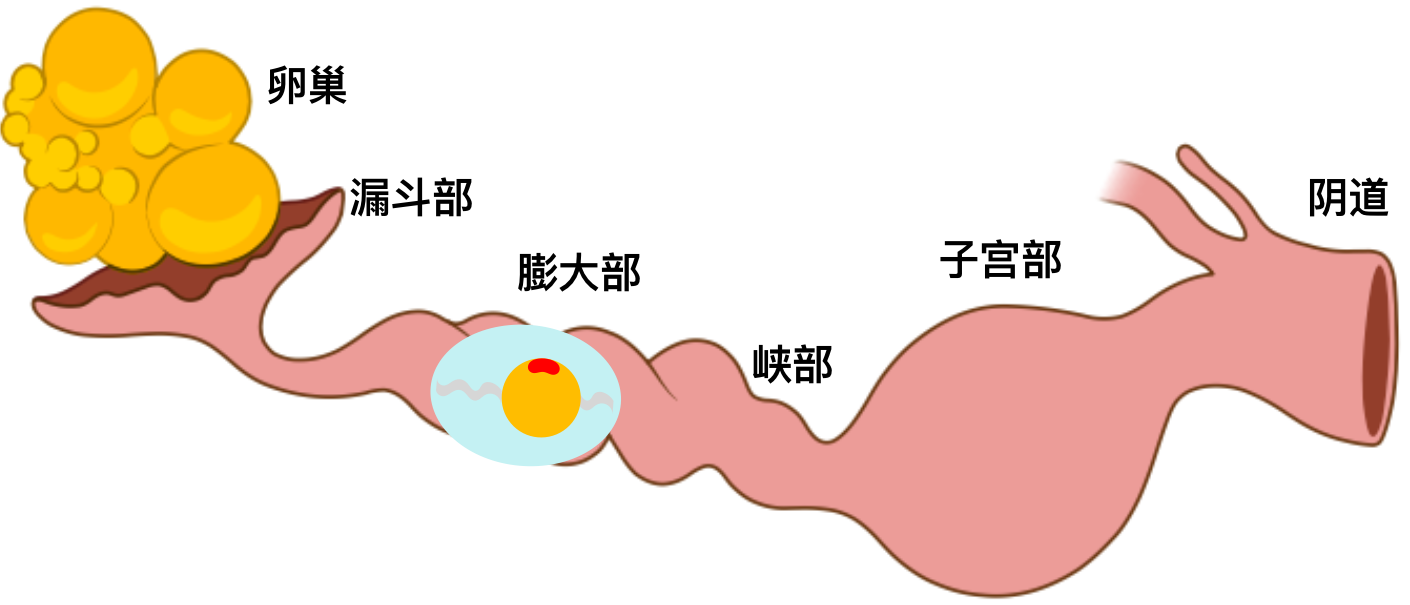 双黄蛋是怎么形成的(双黄蛋的产生)