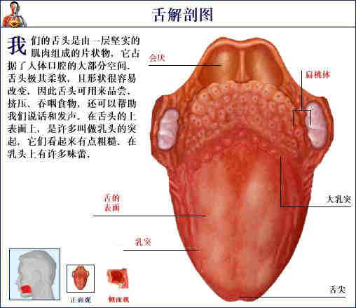 「转载」史上最全的人体（组织器官）全图