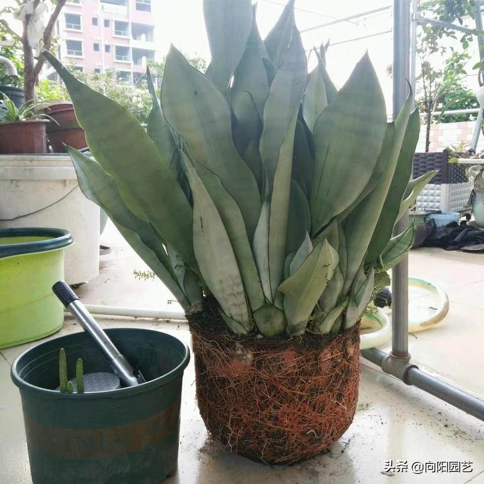 虎皮兰养殖方法与养护技巧