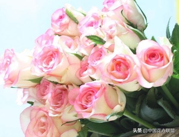 玫瑰花长什么样（26种常见玫瑰花品种集合）