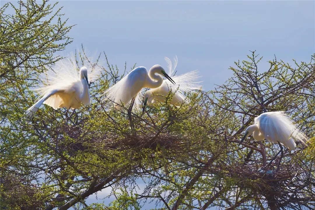 中国野生保护鸟类摄影专题作品欣赏001--白鹭