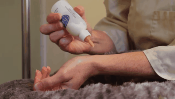 刚出生几天小奶猫怎么养？收下这份指南，路边捡到猫咪都能养活