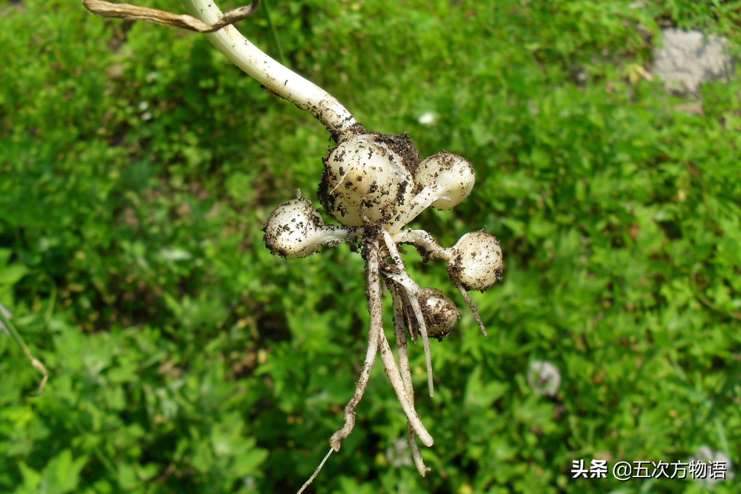 "中国洋葱"听说过没?