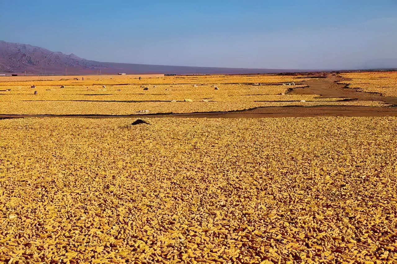 唯一没撤销的生产兵团：有14个师、2000个连队，地区GDP超2700亿