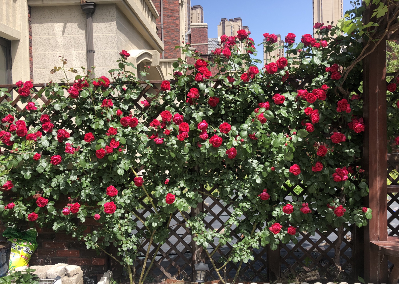 红龙月季的优缺点(红龙月季的养殖方法与好处)