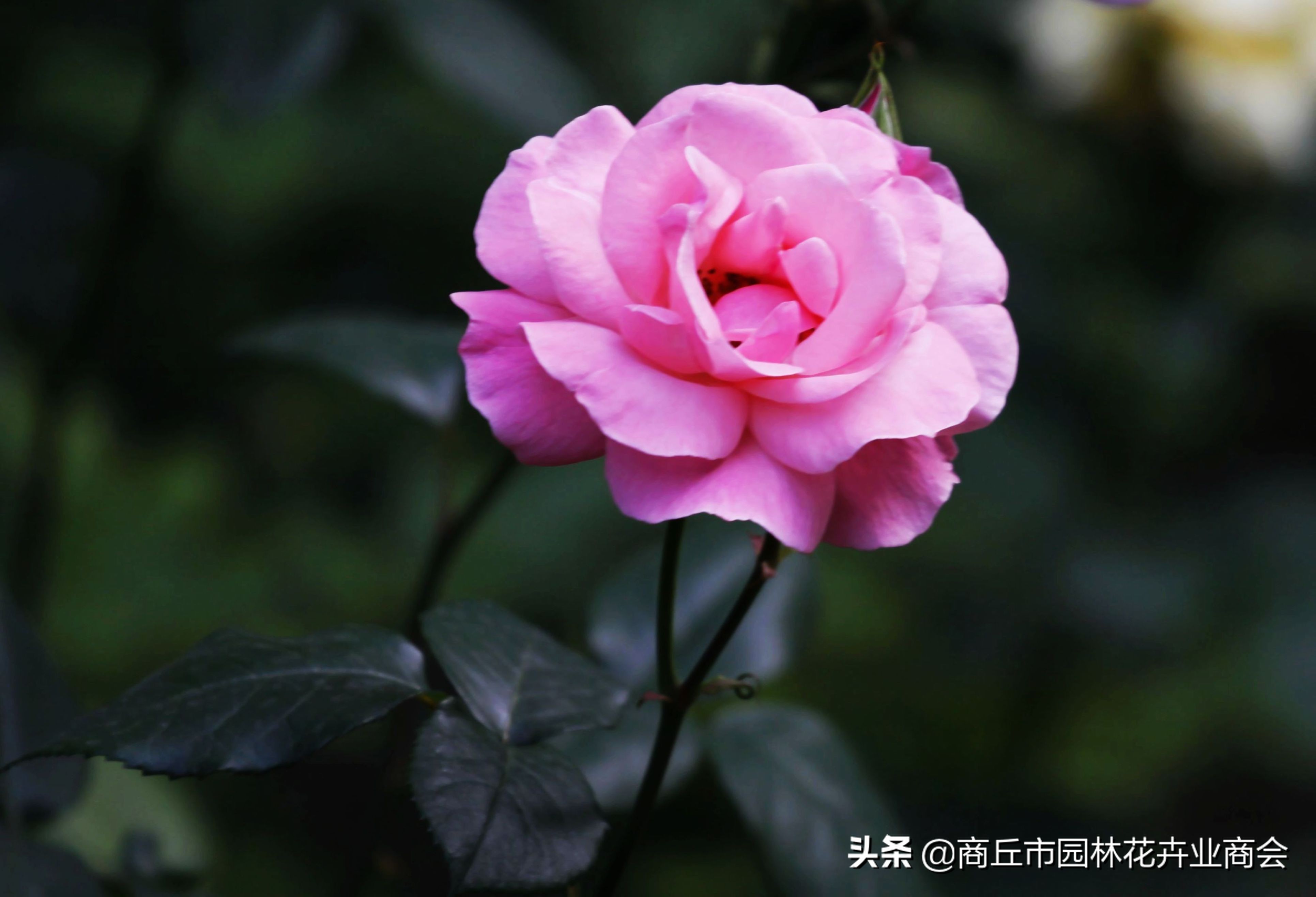 光照对植物生长的影响(光照对植物有非常大的影响)