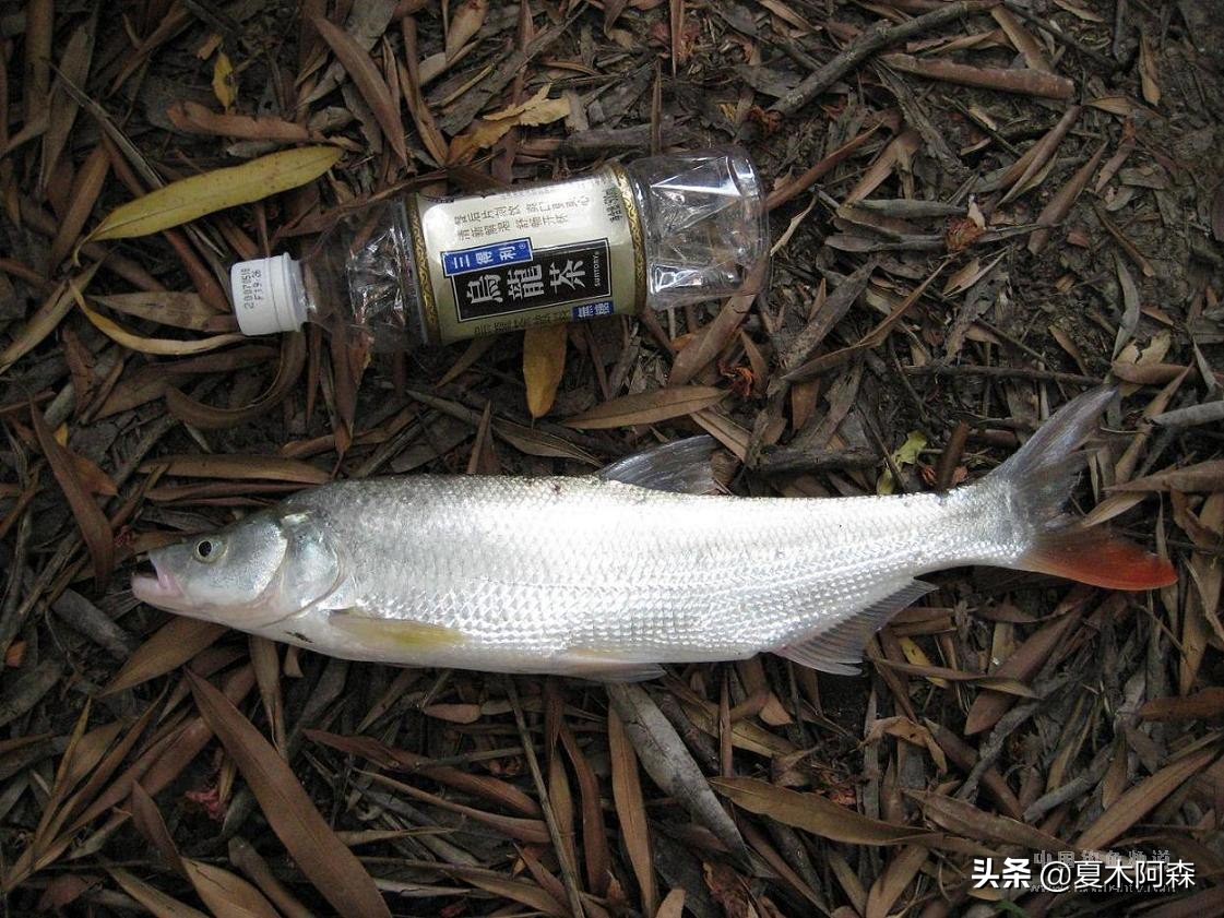 红尾鱼图片(红尾鱼经常被认为翘嘴)