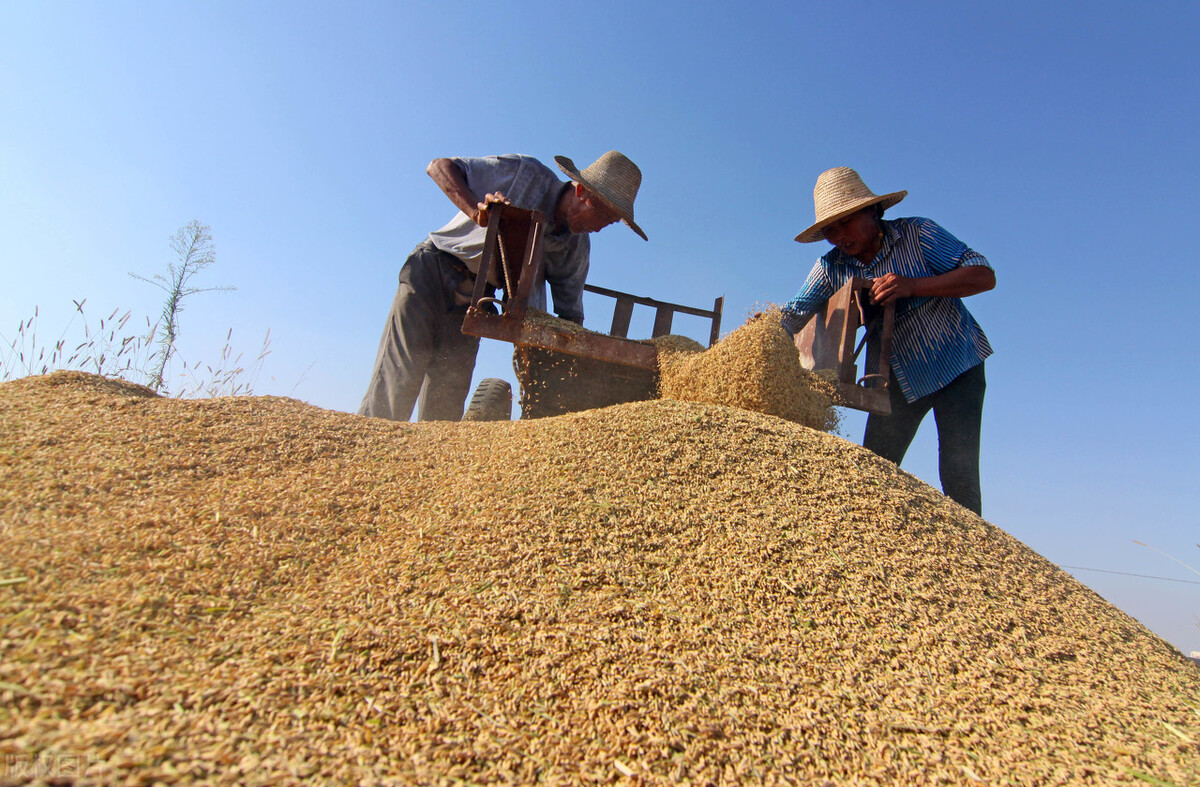 玉米反弹上涨，稻谷、小麦“量价齐跌”，何时逆势反弹？附粮价