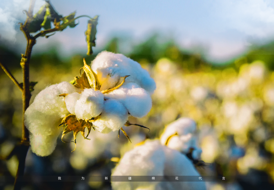 今年高考热点：新疆棉花试题汇总