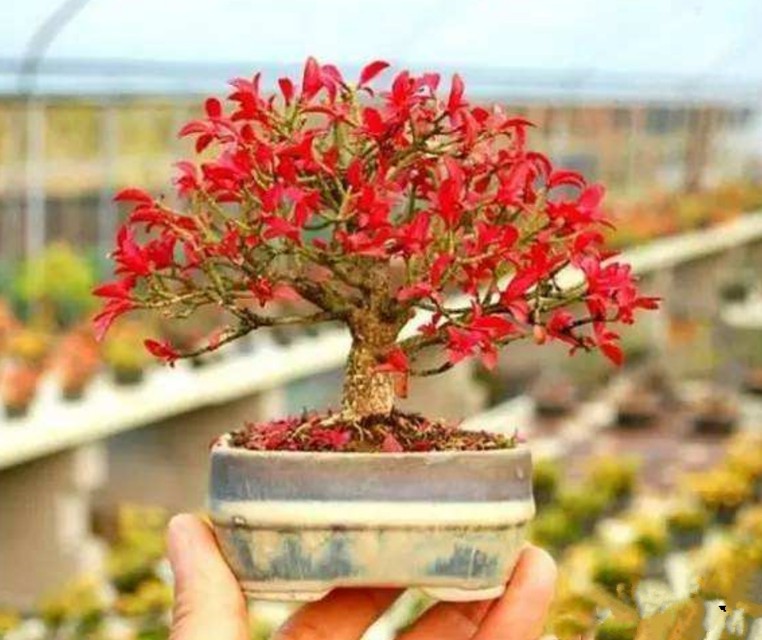 卫矛盆景的造型与养护,秋季叶,果红艳,冬季枝翅奇特