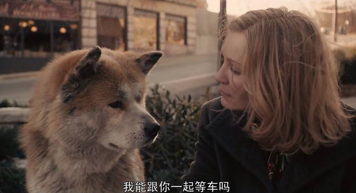 八公犬电影剧情「详细介绍」 _晶羽科技