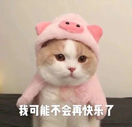 猫咪表情包：我是一个没有感情的杀手