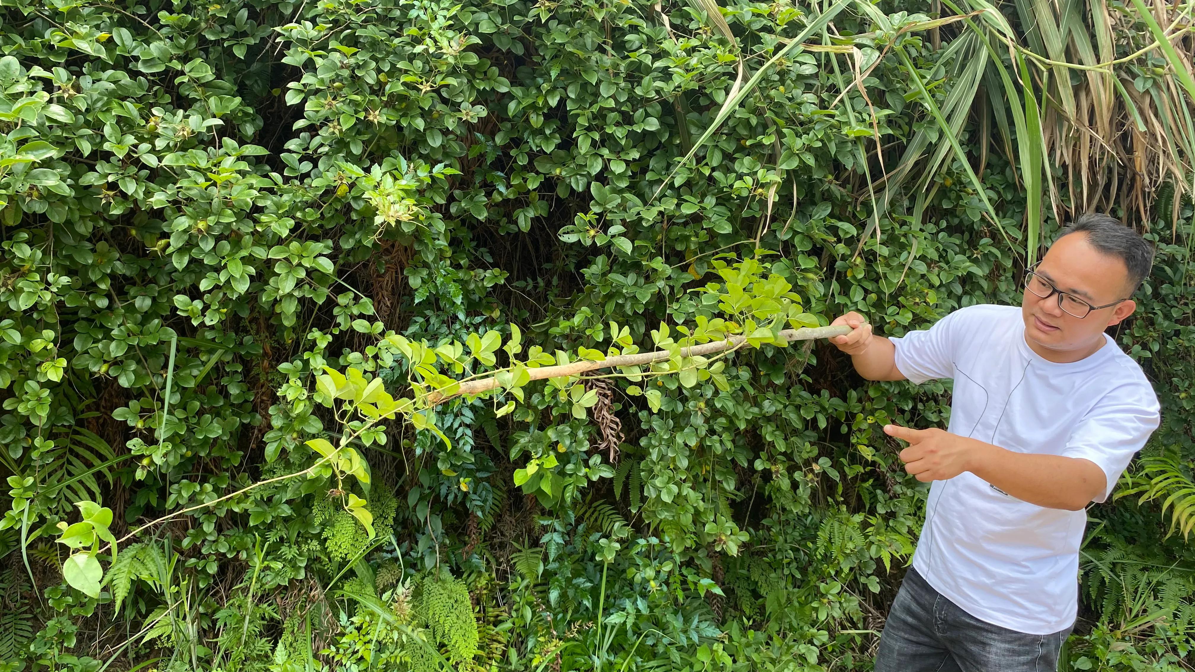 刺果子(福建老板娘,收购农村山上这种满身带刺的野果子,你家乡有吗?