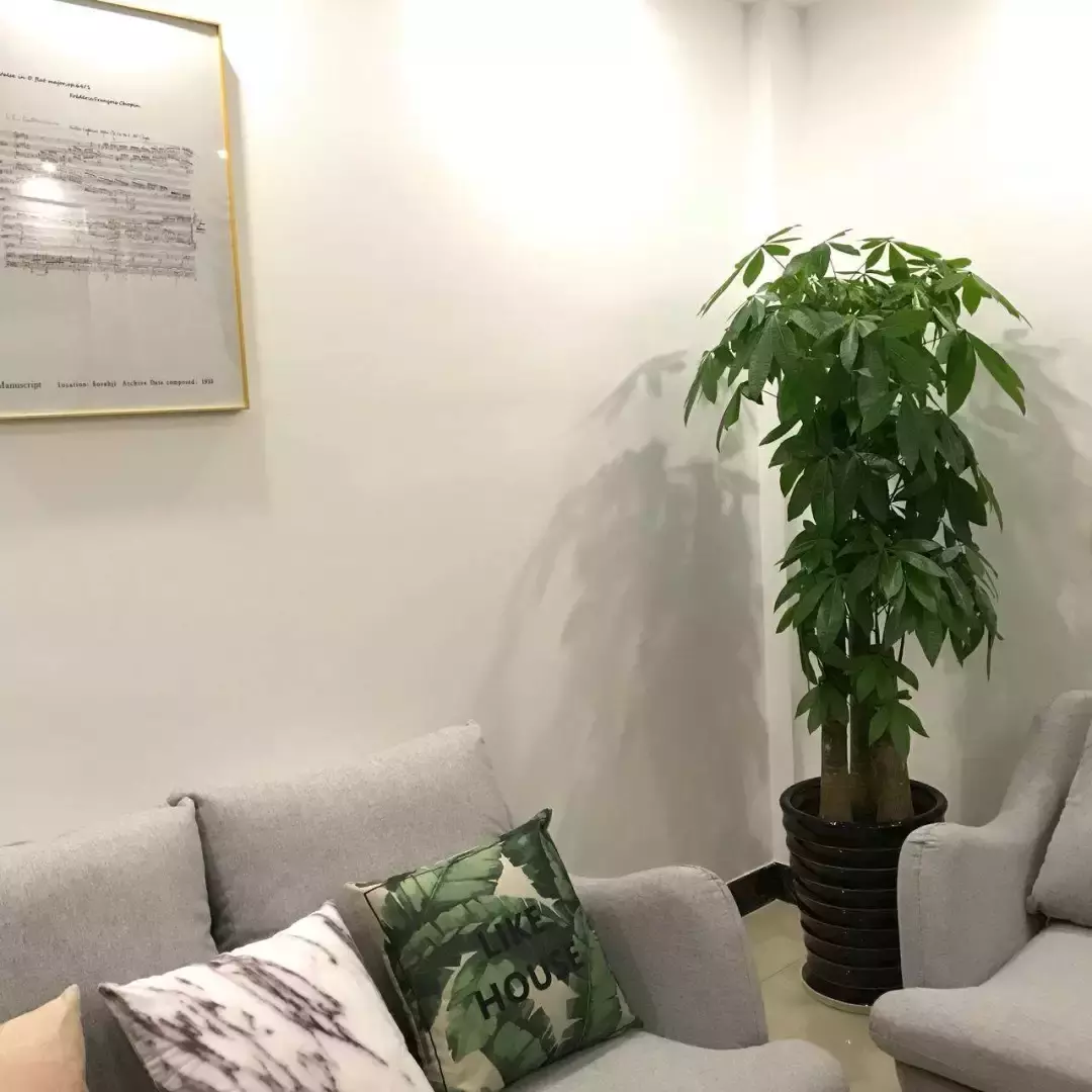 客厅养1棵树,吸甲醛,聚气招财,比养花效果还要好!