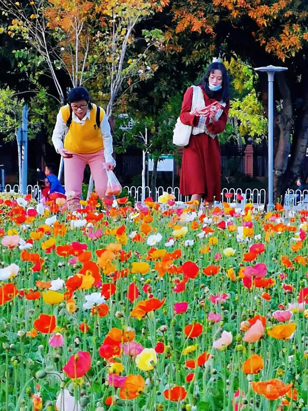 天河｜花城看花丨天河公园，虞美人花开，春摇荡