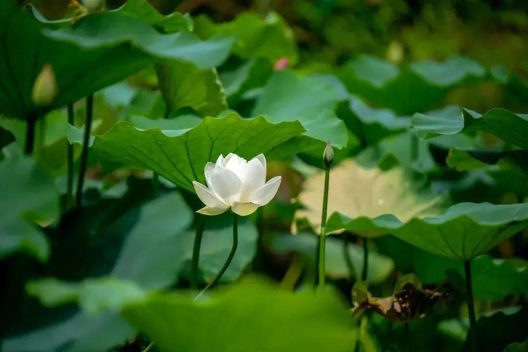 一湖碧荷夏渐深，荷花溢香醉芳心