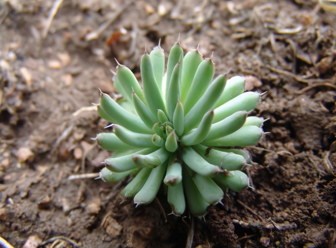 爱情鸟是什么鸟(4类常见植物,养它们要及时"备份",它们开完花会"耗尽