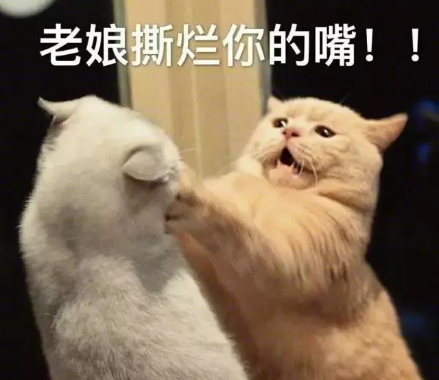 暴躁猫咪表情包：说人话