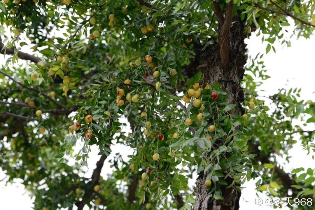 庭院适合种植什么树（适合在院子里养的9种树）