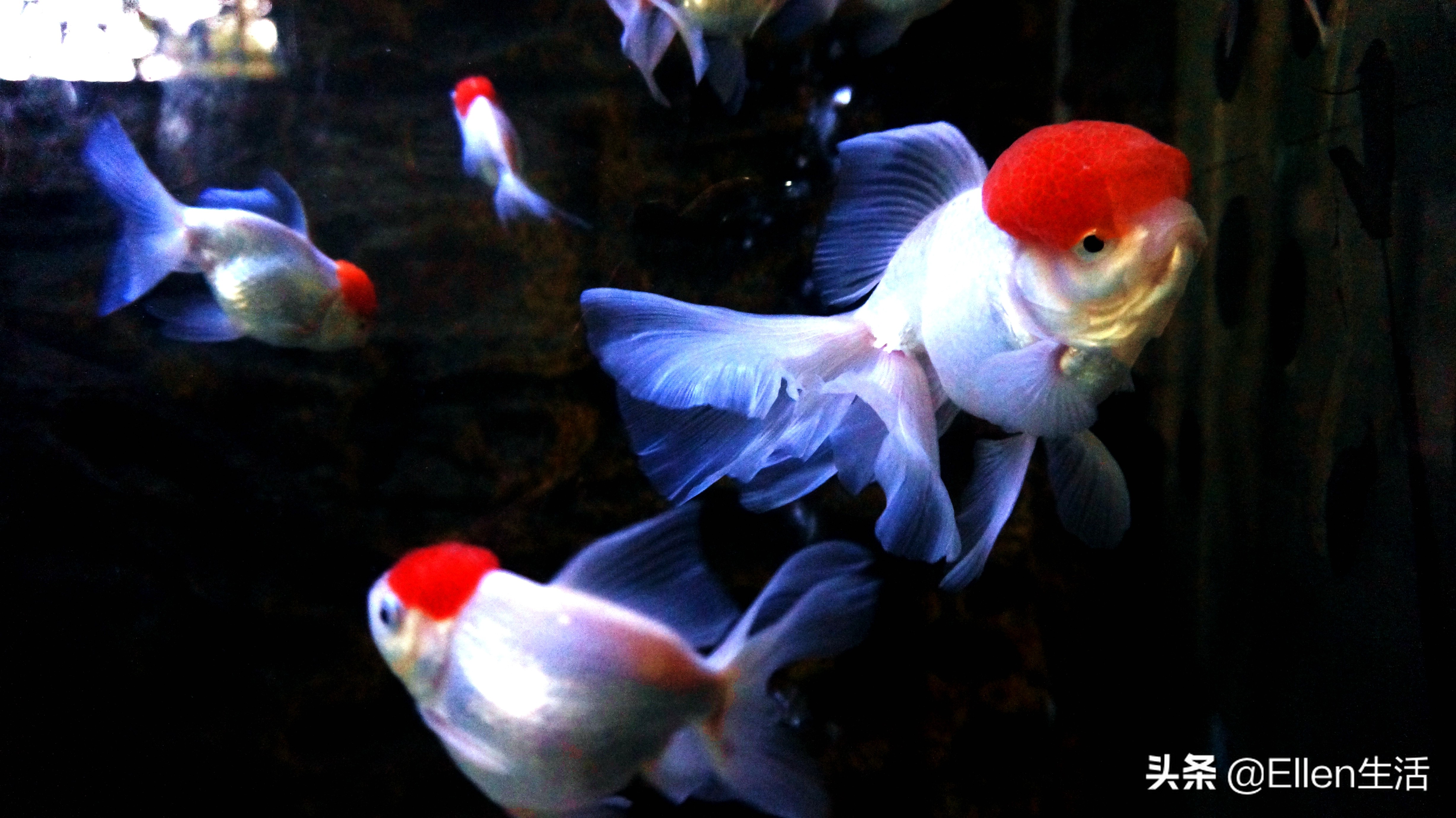 都说金鱼漂亮又好看 其实他还有着美好的寓意 吉祥又招财 天天看点