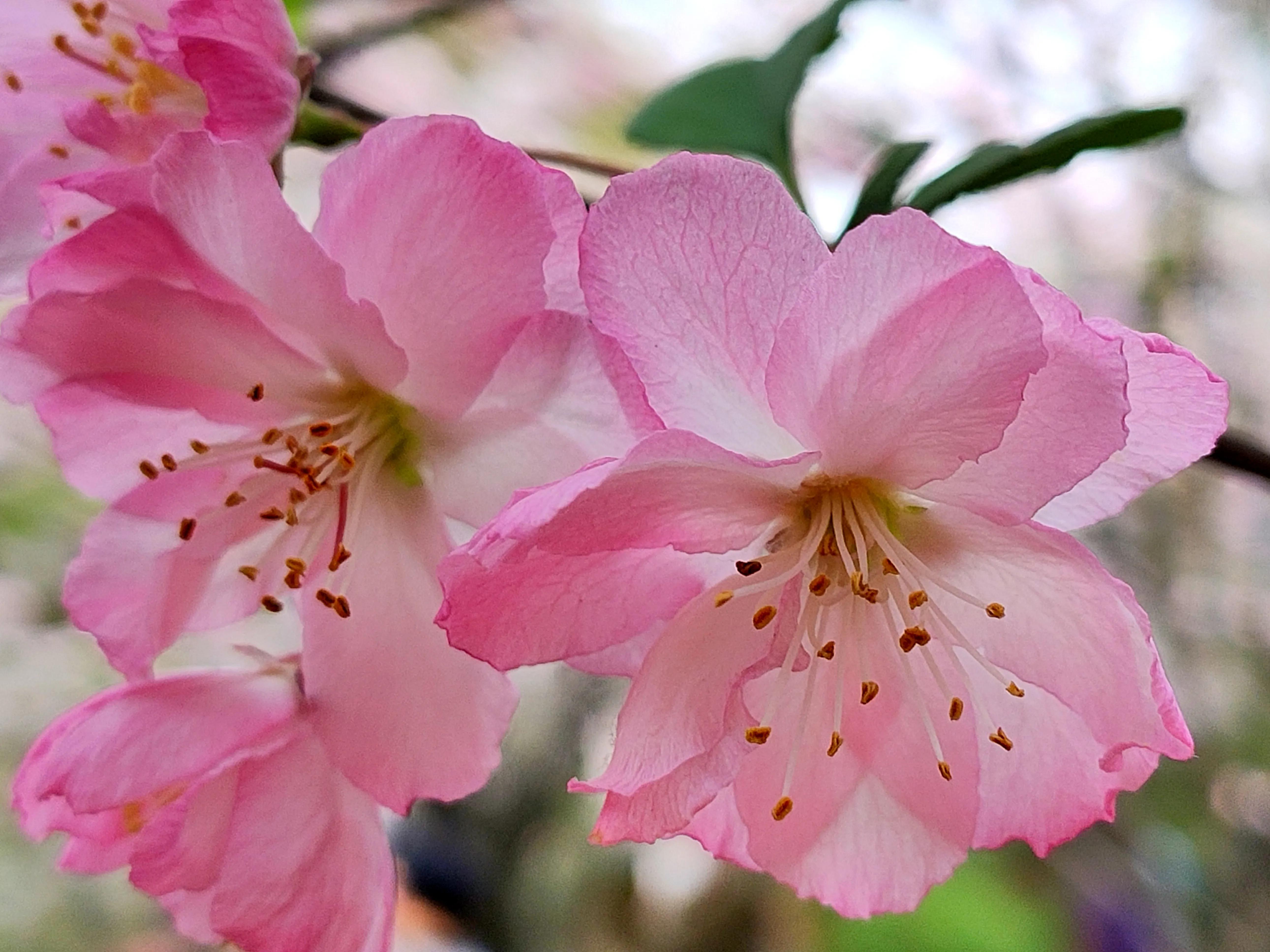 最是那一低头的温柔,不胜春风的娇羞——垂丝海棠