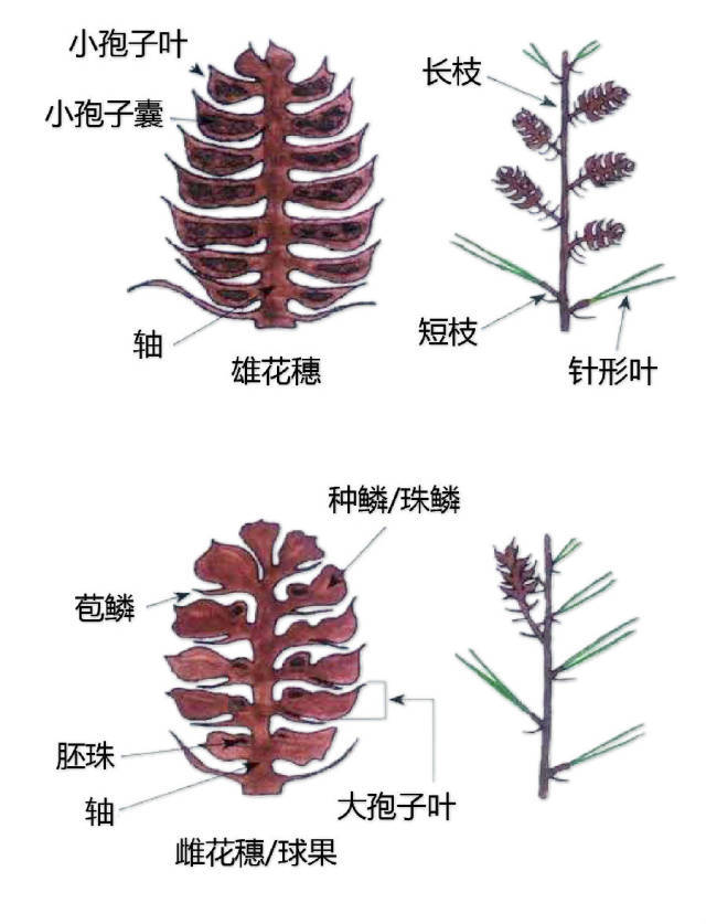 花的基本结构简图（教科书般的植物形态图解）