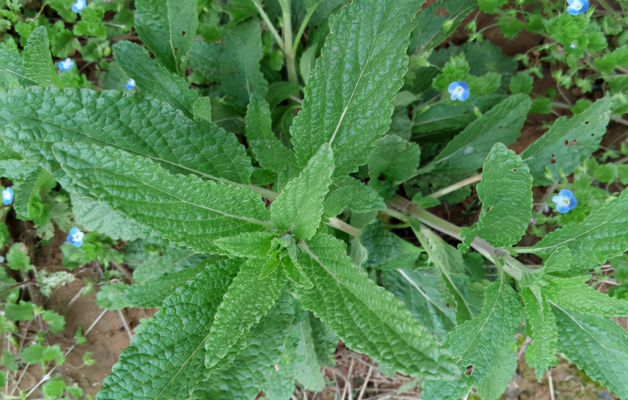 癞蛤蟆草图片(常被误认成薄荷) - 赤虎壹号