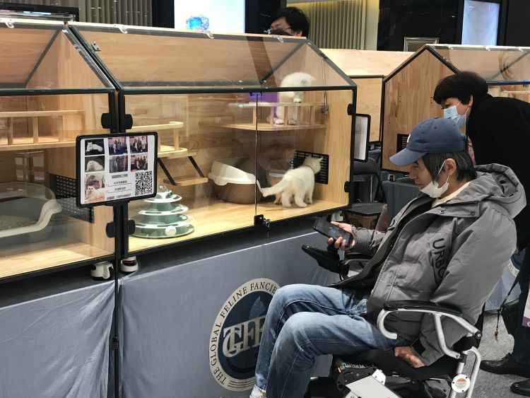 半岛调查｜你撸过60万元一只的猫咪吗？揭开“天价猫”的神秘“喵生”