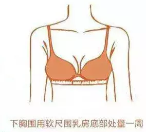 内衣小知识｜你适合穿多大内衣？量一量就知道！