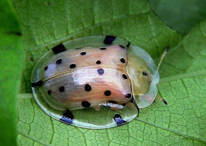 黄金龟甲虫体内有没有金（盘点全世界最壕的3种生物）