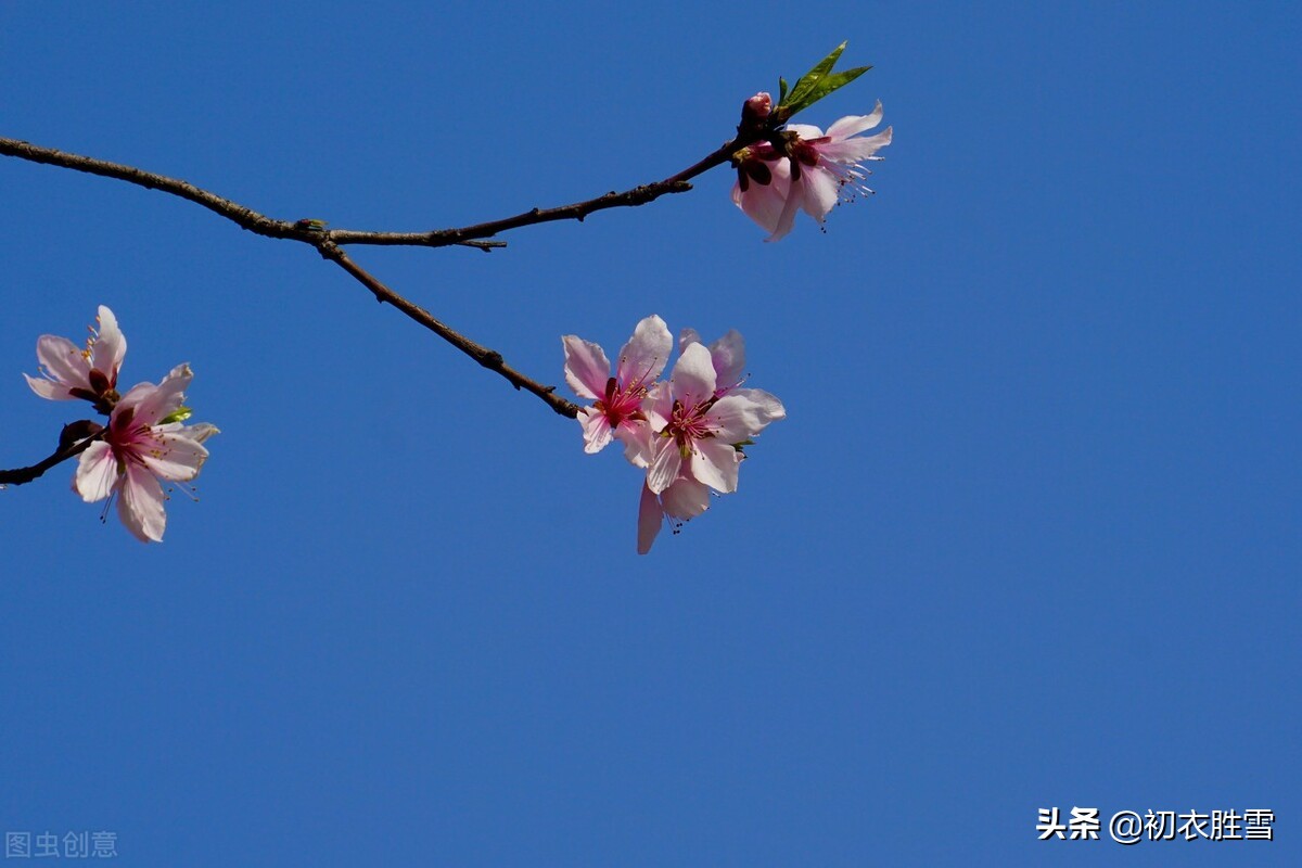 立冬节气古诗六首：寒色不遮万山翠，忽见桃花出小红