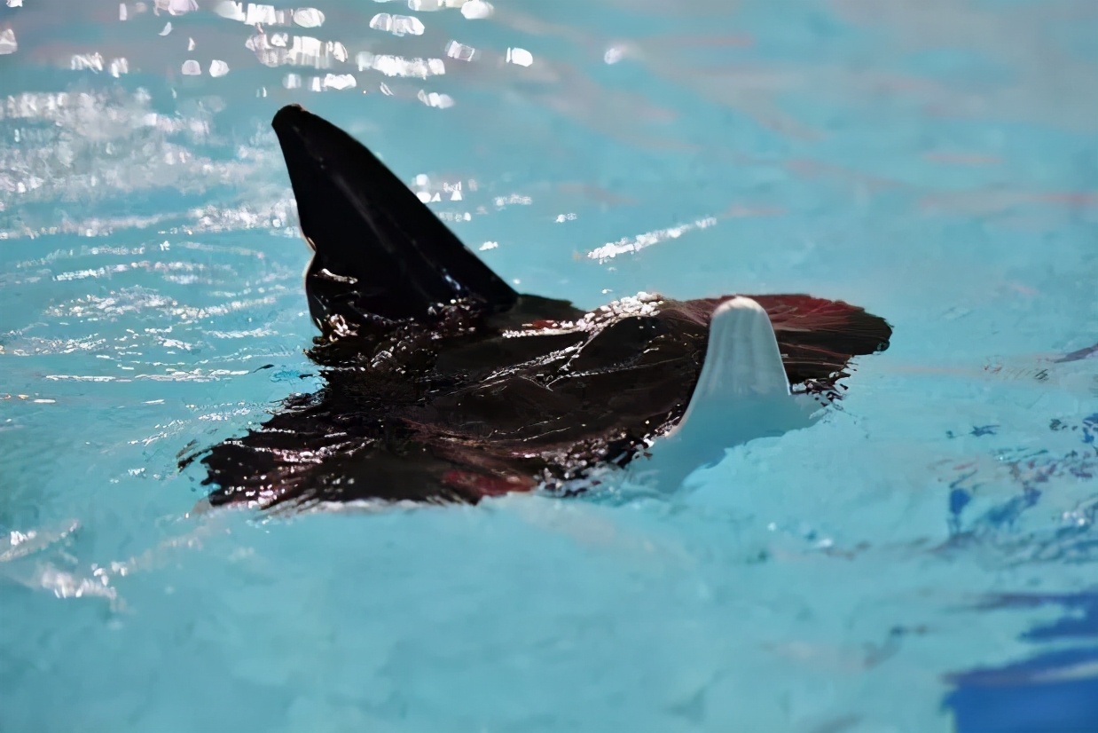 西北工业大学航海学院简介