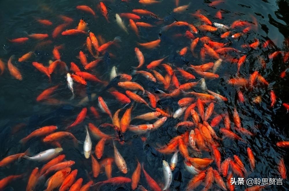观鱼诗词精选二十四首 我嗟不及群鱼乐，虚作人间半世人