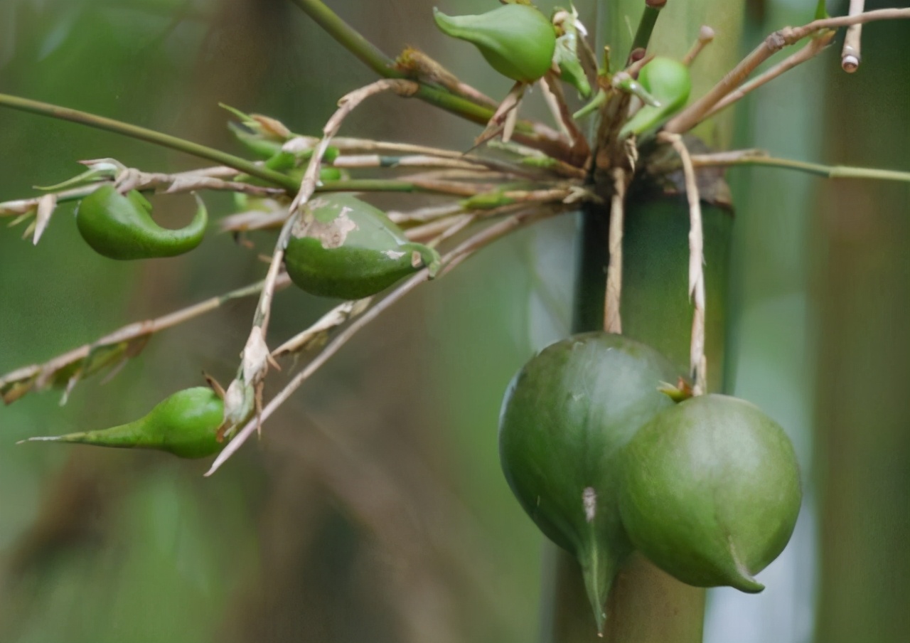 长在竹子上的果实,50年才结一次果,100元一斤,想遇见全凭缘分