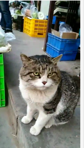一只智商爆表的流浪猫，居然给超市带货