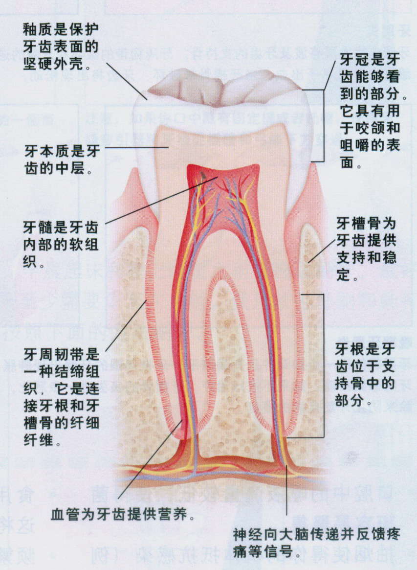 口腔牙龈结构图解剖图图片