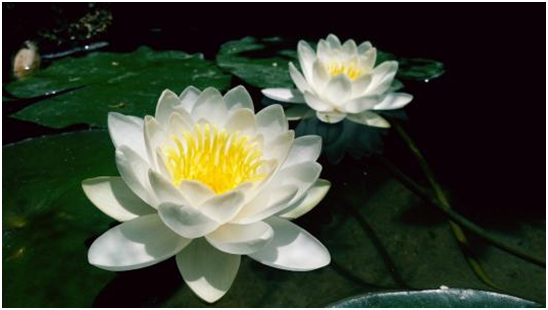 莲花向来是高雅高洁的代名词，注意养护技巧，自家也能养