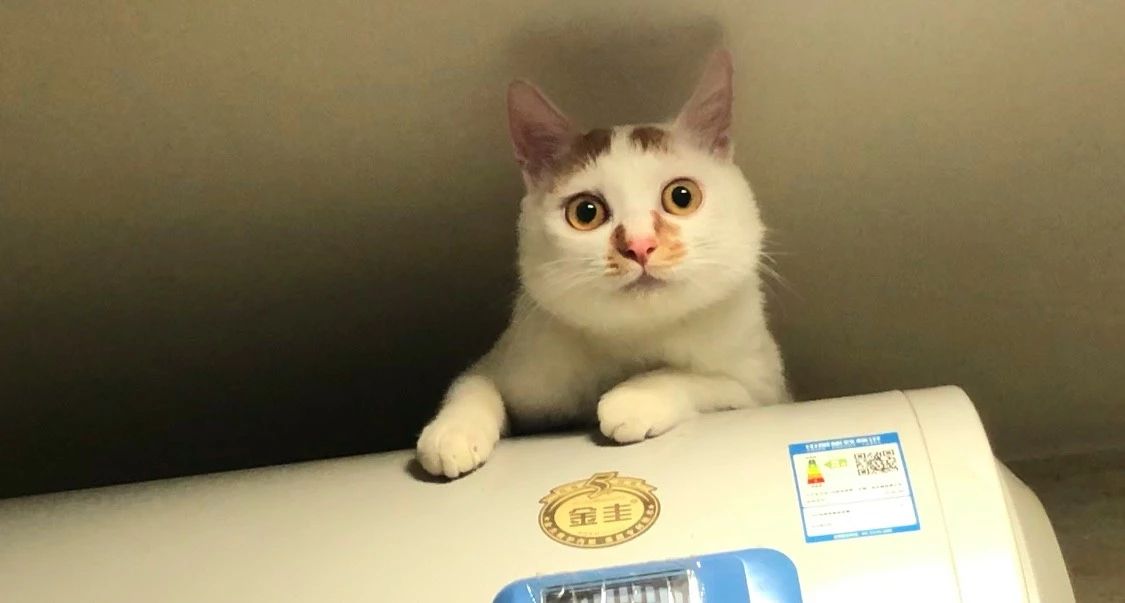 最可怕的猫咪疾病之一——猫传腹到底是怎么一回事？