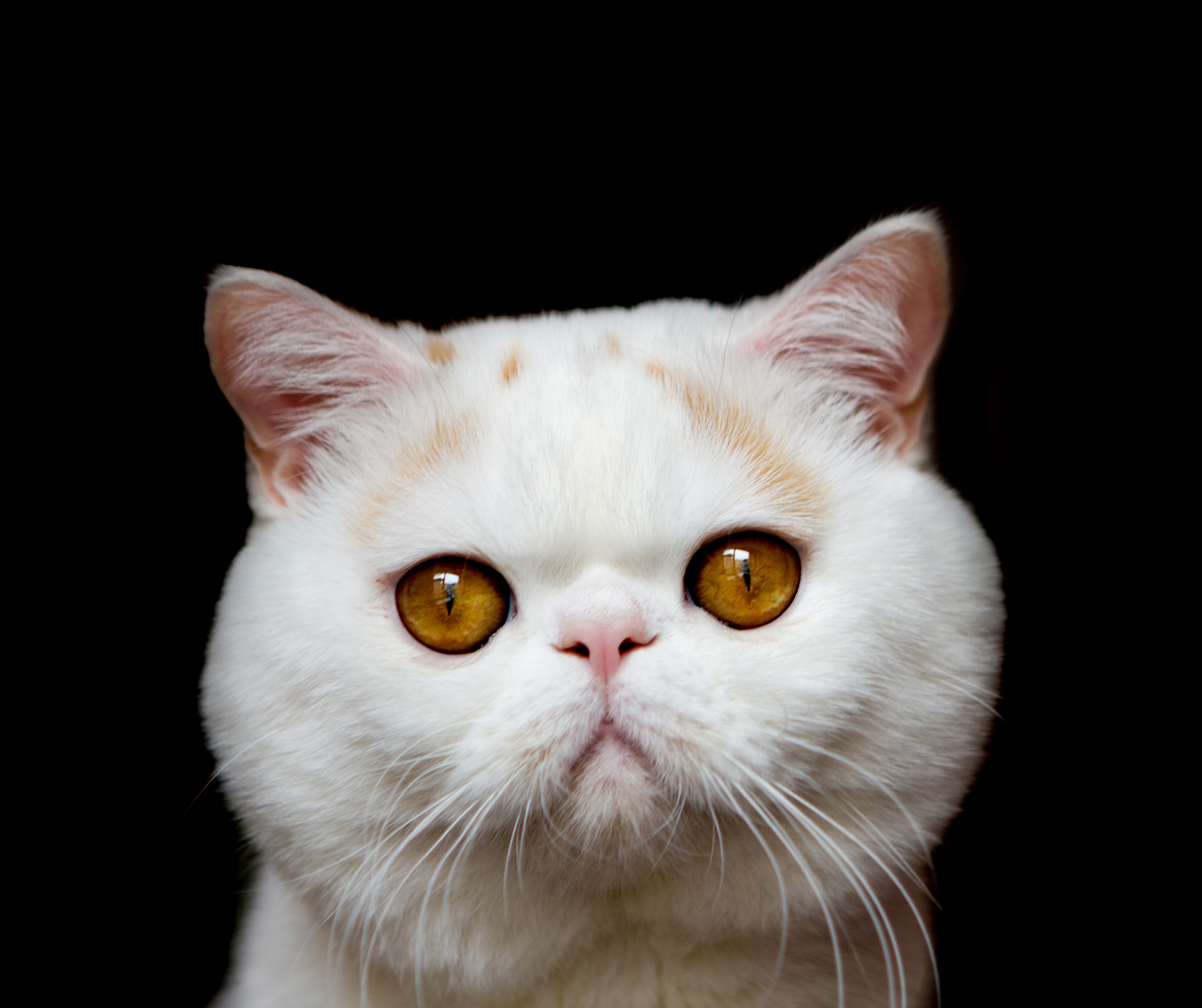 猫眼屎多怎么办(详解猫眼屎多的原因及解决方法)