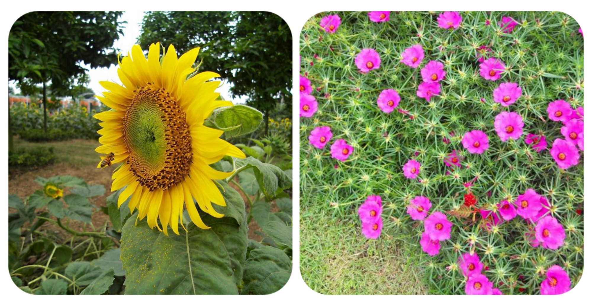 太阳花牡丹花和芍药花都是我国比较传统的两款很大气的花卉,很多人不