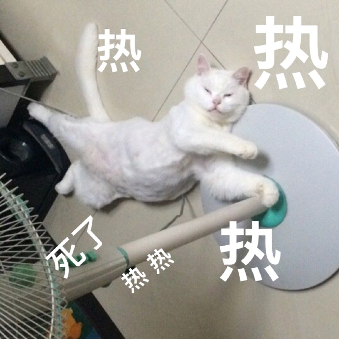 猫咪表情包｜睡了告辞