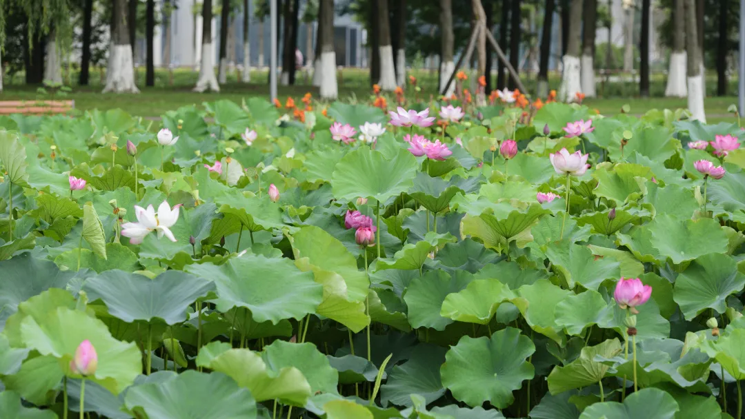 2021年电子科技大学各省招生计划及部分省市提档分数线汇总