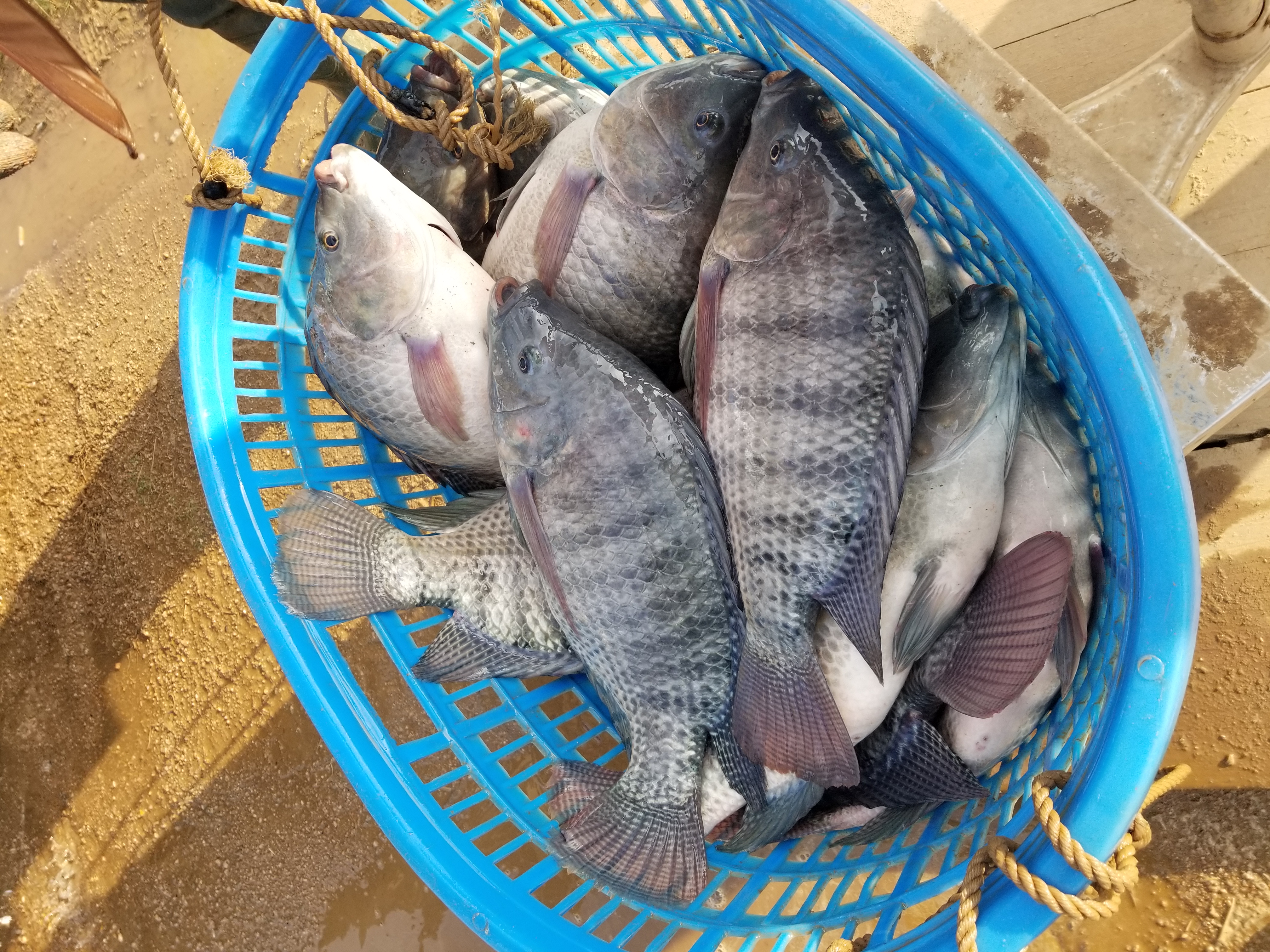 脆肉罗非,蚕豆脆化的机理_水产营养网_西南渔业网 水花鱼 水产养殖