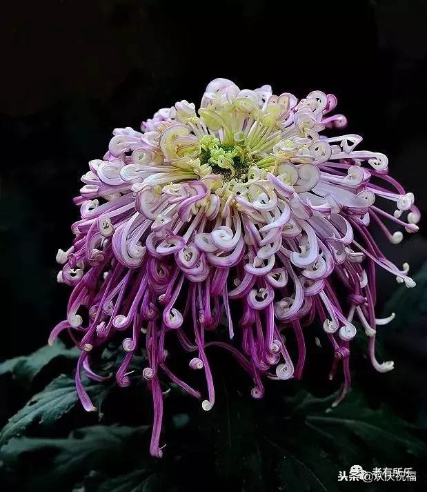 万花凋谢，秋菊傲霜（太美了！）