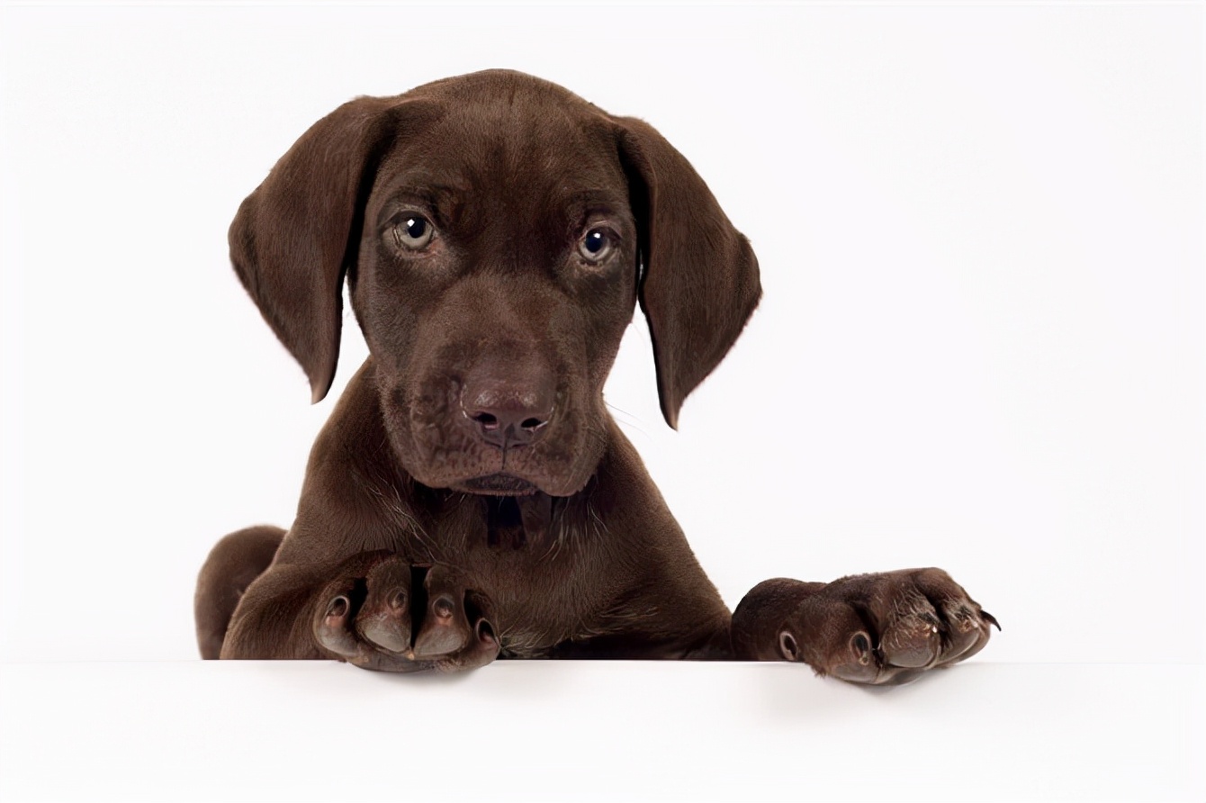 世界犬种智商排名榜前 30 名的聪明狗狗