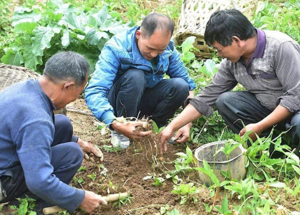 俗称麻芋子,20年前农村娃挖它挣学费,如今价格翻了几十倍没人要