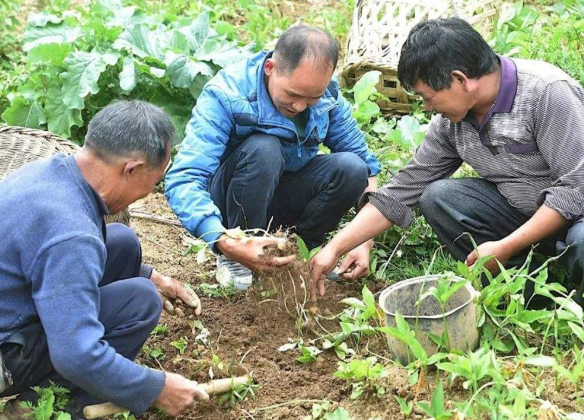 俗稱麻芋子,20年前農村娃挖它掙學費,如今價格翻了幾十倍沒人要