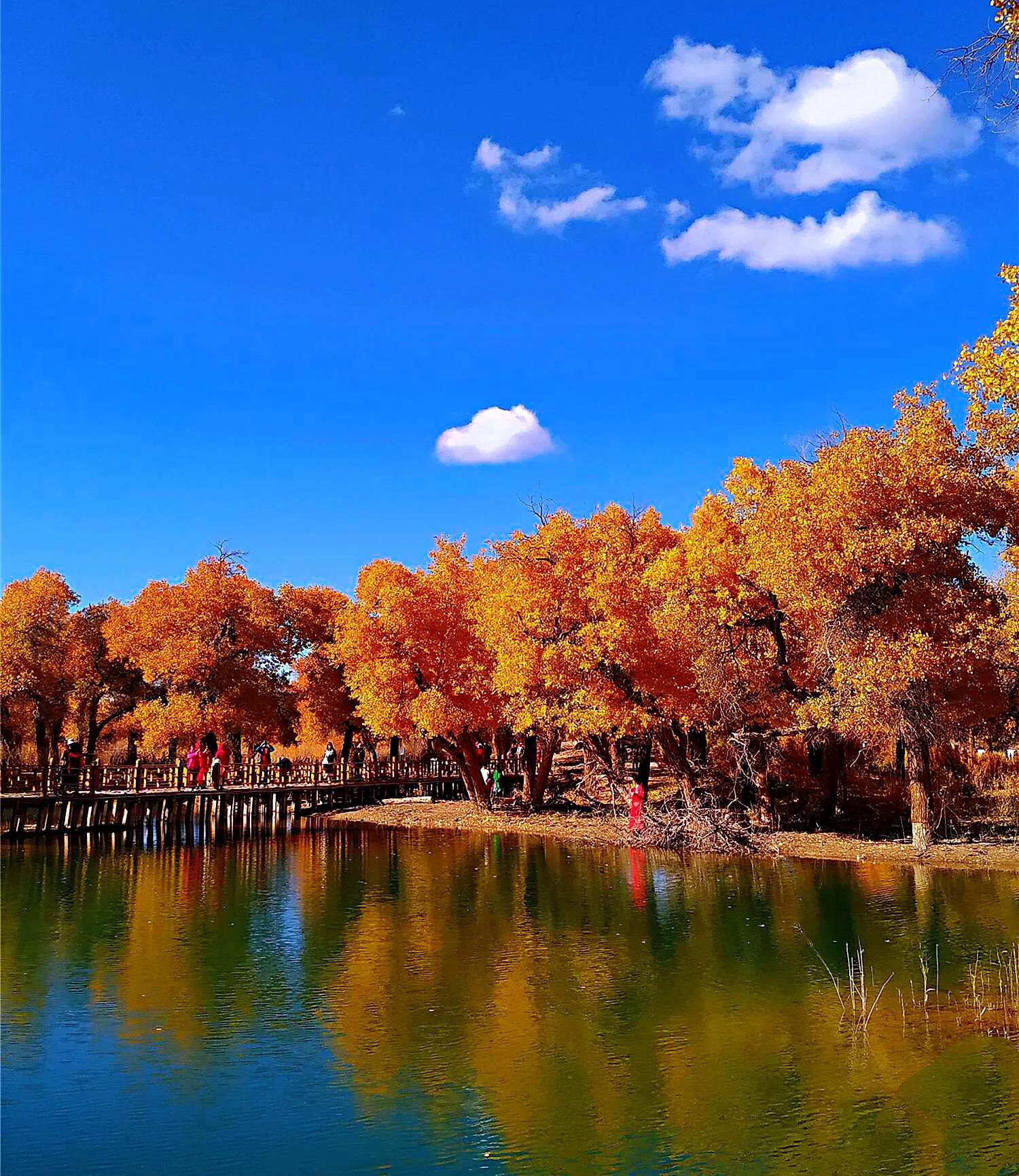 胡杨树的唯美句子_晶羽文学网