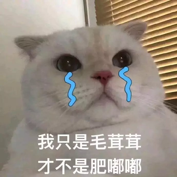 猫咪表情包合集｜大人说话，小孩别插嘴